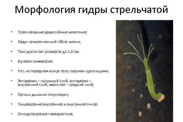 Кракен современный супернет маркетплейс