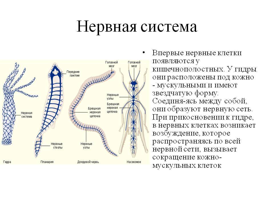 Кракен последние ссылки