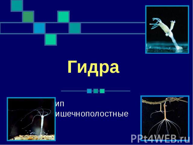 Кракен орг